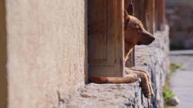 Güzel sokak köpeği birini bekliyor.