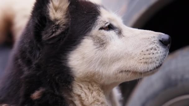 Close up profile of sad stray husky dog — Stock Video