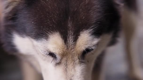 Hermoso perro husky calle — Vídeos de Stock