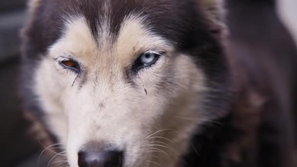 Street stray husky with heterochromia — Stock Video