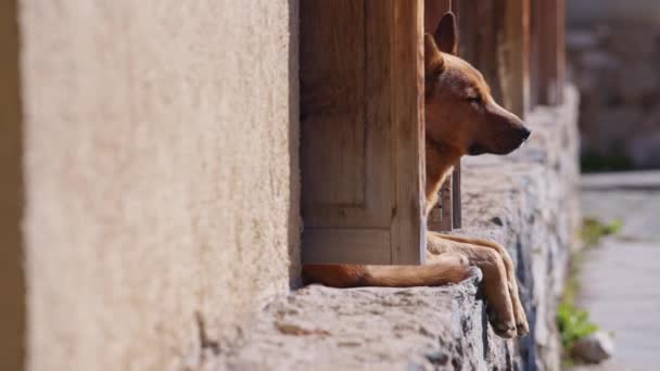 Hermoso perro callejero esperando a alguien — Vídeos de Stock
