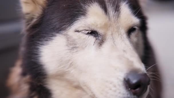 Sad stray husky dog, close up — Stock Video