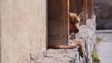 Üzgün sokak köpeği yalnız oturuyor.