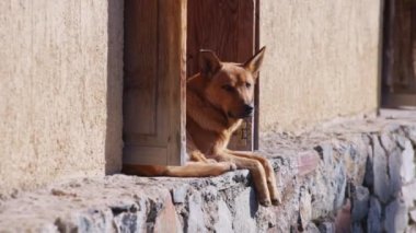Sokak köpeği beton duvarda oturuyor.