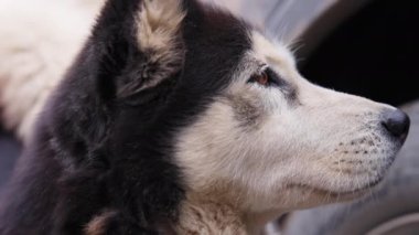 Başıboş, üzgün bir köpeğin profil görüntüsü