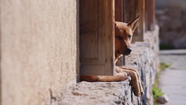 Triste perro callejero sentado solo — Vídeos de Stock