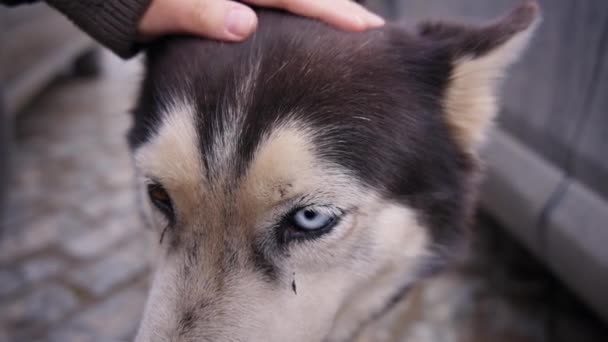 Mujer acariciando a mano a un perro husky callejero — Vídeos de Stock