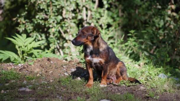 Vacker hund som sitter på en solbelyst grund — Stockvideo