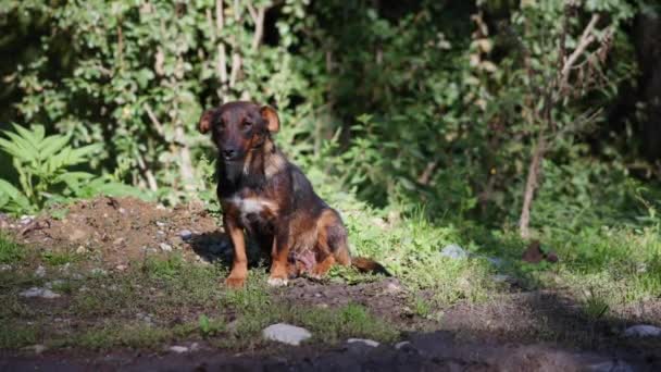 Cão sentado em um solo iluminado pelo sol sozinho — Vídeo de Stock