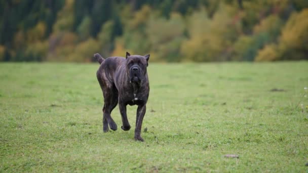Bulldog no meio de um campo verde — Vídeo de Stock