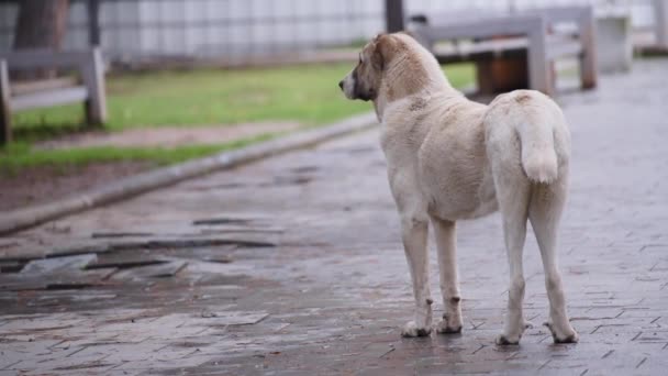Pastor de Asia Central perro callejero — Vídeos de Stock