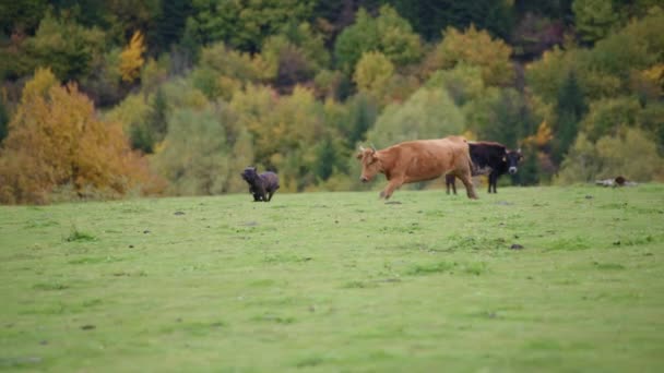 奶牛追着棕色的大斗牛犬跑 — 图库视频影像