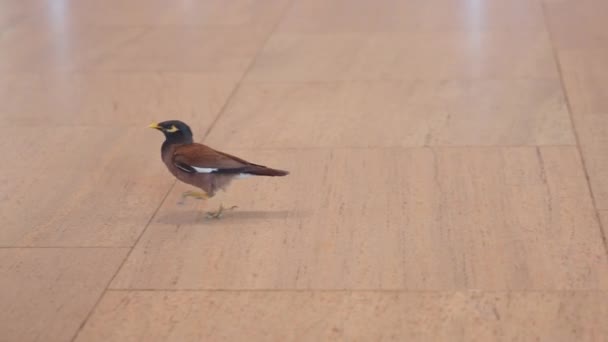 Звичайний птах міни, що йде в приміщенні — стокове відео