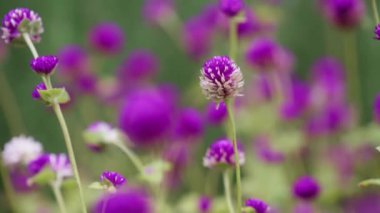 Rüzgarda uçuşan mor yonca