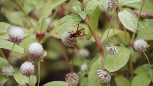 Una vespa su un fiore nel giardino — Video Stock