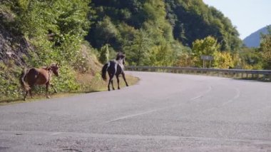 Dağ yolunda koşan at sürüsü