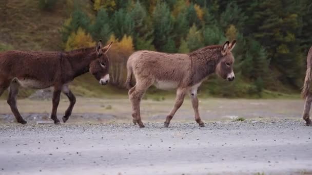 Dzikie osły spacerujące po zakurzonej drodze — Wideo stockowe
