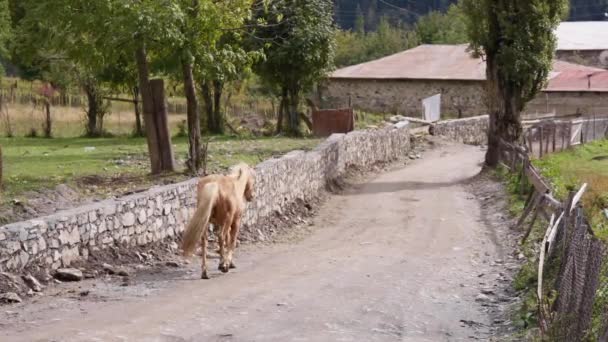 Un caballo caminando por un sendero rural — Vídeos de Stock