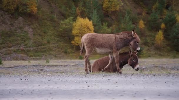 먼지투성이의 길을 걷고 있는 야생 당나귀 두 마리 — 비디오