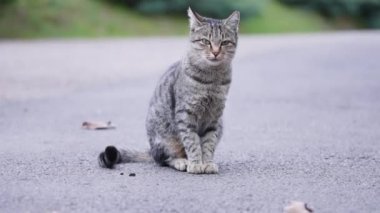 Bir yolda oturup kameraya bakabilir miyim?