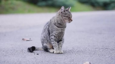 Yeşil gözlü kedi yolda oturuyor.
