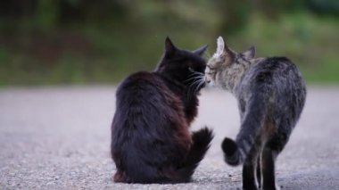 Birbirini koklayan iki kedi.