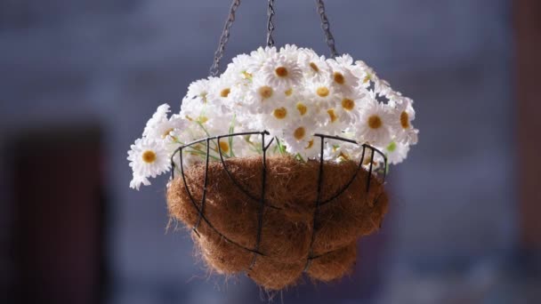 흰 꽃을 매달아 놓은 바구니 — 비디오