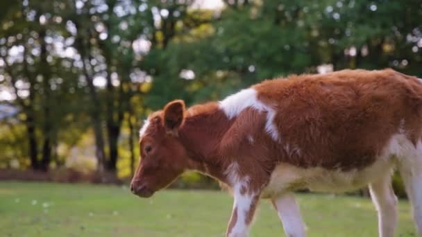 Vilda bruna kalv går på ängen — Stockvideo