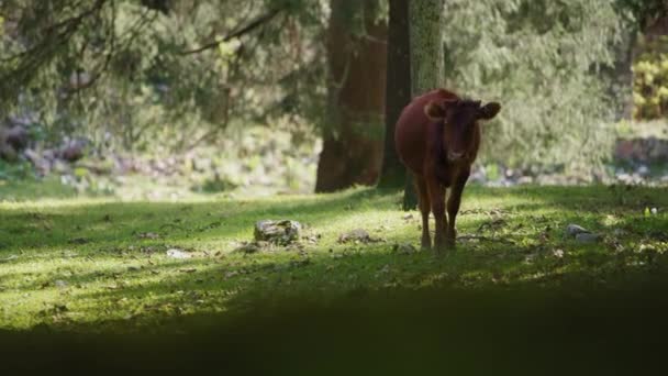 Vaca marrón caminando en el bosque — Vídeos de Stock