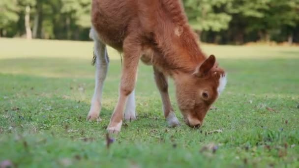 森の中で野生の子牛を食べる草 — ストック動画