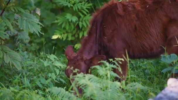 Дика коричнева корова їсть рослини — стокове відео