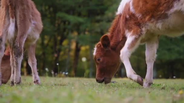 Vacas selvagens comendo grama no prado verde — Vídeo de Stock