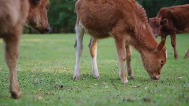 Giovani vitelli al pascolo sul prato verde — Video Stock