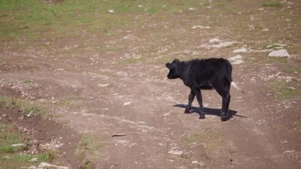Молодий чорний теля, що йде по дорозі — стокове відео