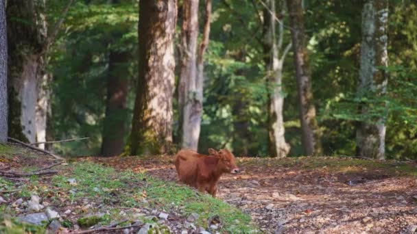 Wild brown cow standing in the forest — Stock Video