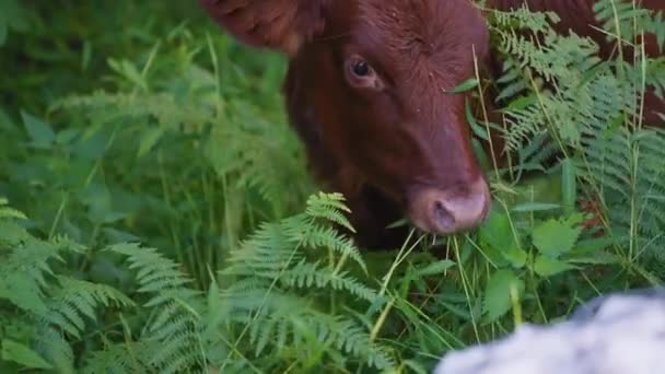 Крупним планом дика коричнева корова їсть рослини — стокове відео