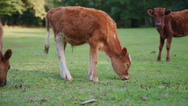 Rebanho de vacas pastando no prado verde — Vídeo de Stock