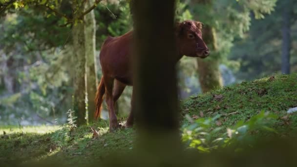 Дика корова ходить між деревами — стокове відео