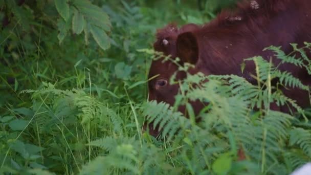 Hnědá kráva jí rostliny mezi stromy — Stock video