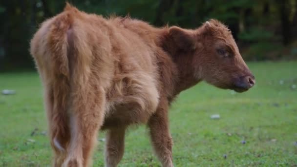 Vaca marrón salvaje mirando a la cámara — Vídeos de Stock
