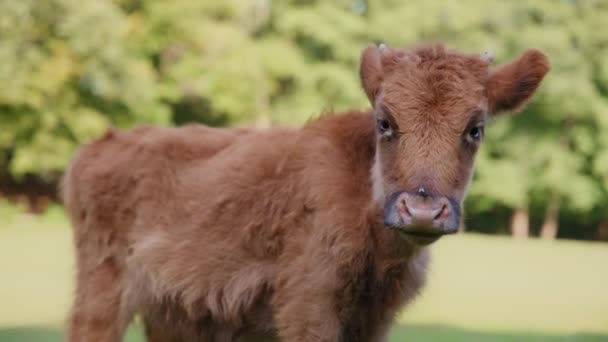 Vaca pastando y mirando a la cámara — Vídeos de Stock