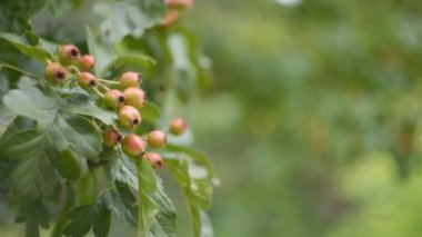 Ağacın üstünde yetişen böğürtlen