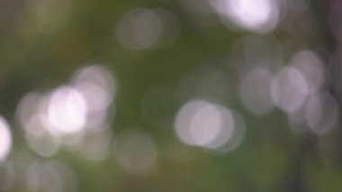 Soyut doğal yeşil bokeh arka plan