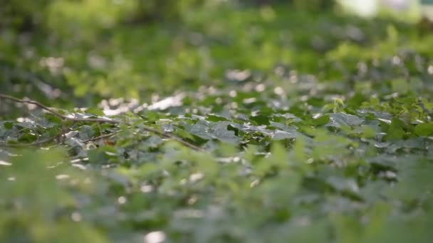 Efeublätter bedecken den Waldboden — Stockvideo