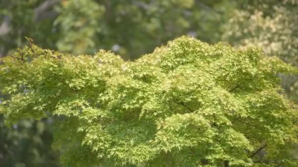 Pohon maple hijau bergoyang dalam angin — Stok Video
