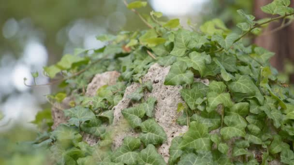 Sarmaşık yapraklarıyla kaplı gri taş — Stok video