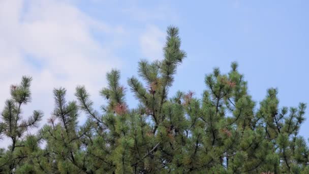 Rami di pino contro il cielo blu — Video Stock