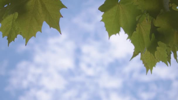 Ahornblätter unter blauem Himmel — Stockvideo