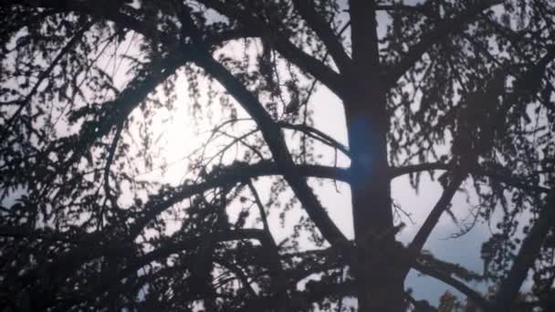 Sole splendente anche se rami d'albero — Video Stock