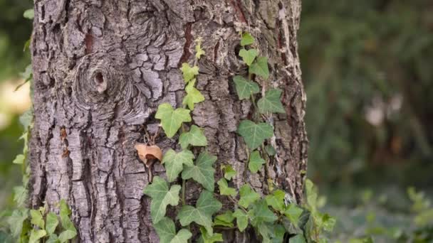 Foglie di edera che crescono su un tronco d'albero — Video Stock
